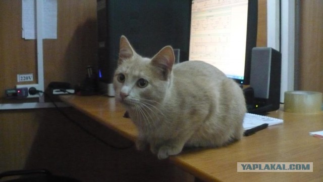 Котовторник 22.10.2013