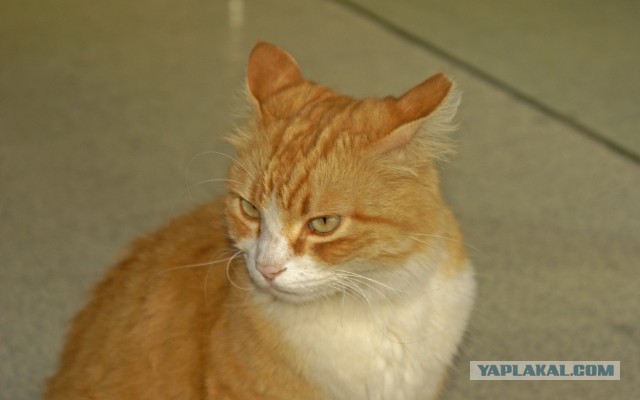 Котовторник 12.11.2013