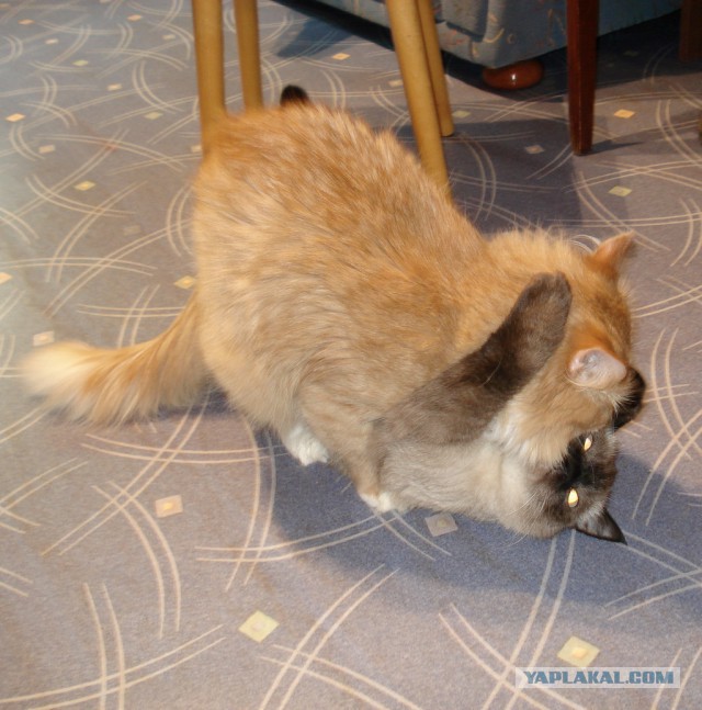 Котовторник 04.03.2014