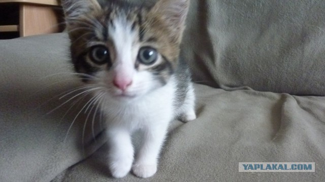 Котовторник  25.03.2014
