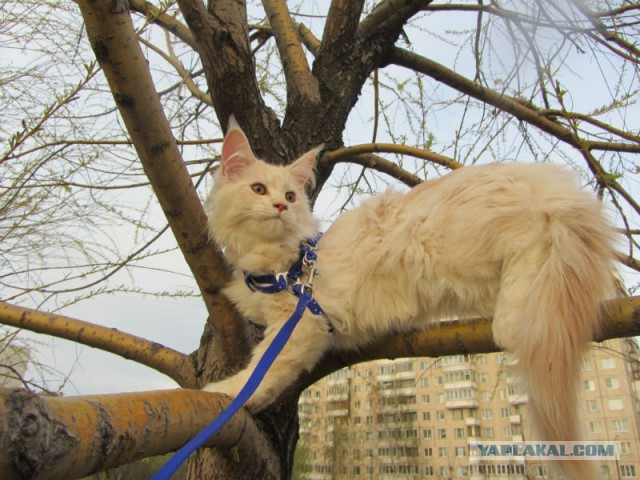 С Котовторником!