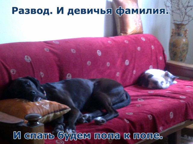 Котовторник 20.05.2014
