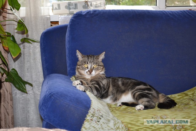 Котовторник 12.08.2014