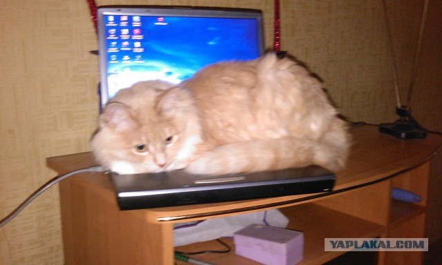 Котовторник на вторник, Котовторник
