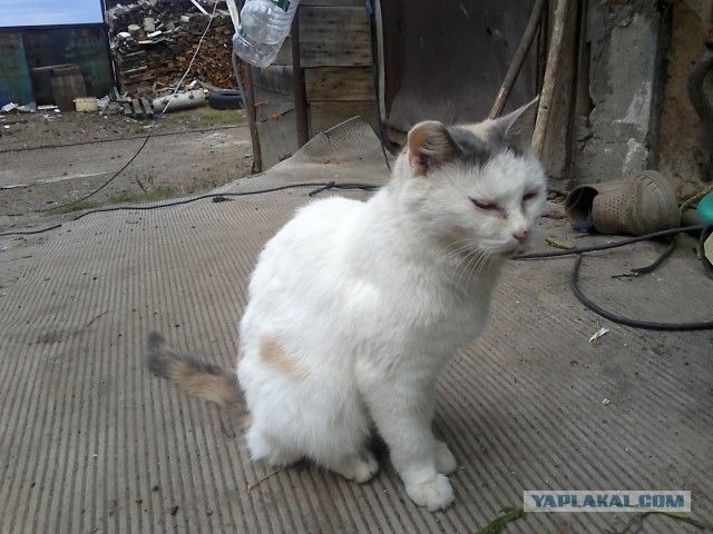 Котовторник 09.09.2014