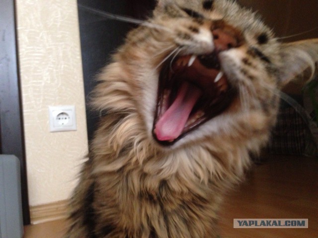 Котовторник 09.09.2014