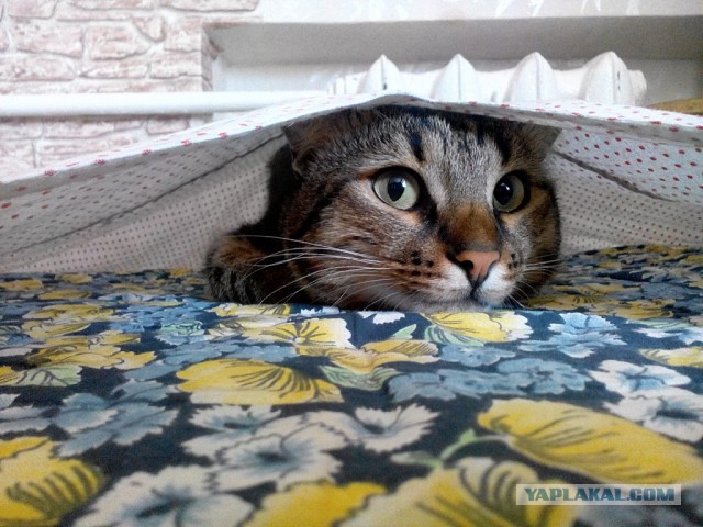 Котовторник 30.09.2014