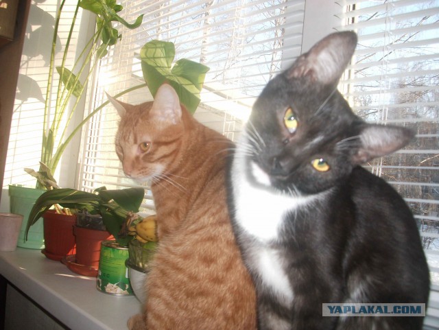 Моим котам