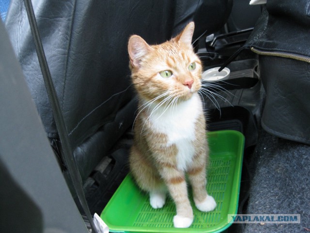 Котовторник