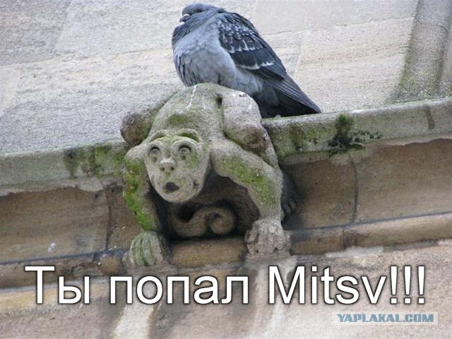 Голуби