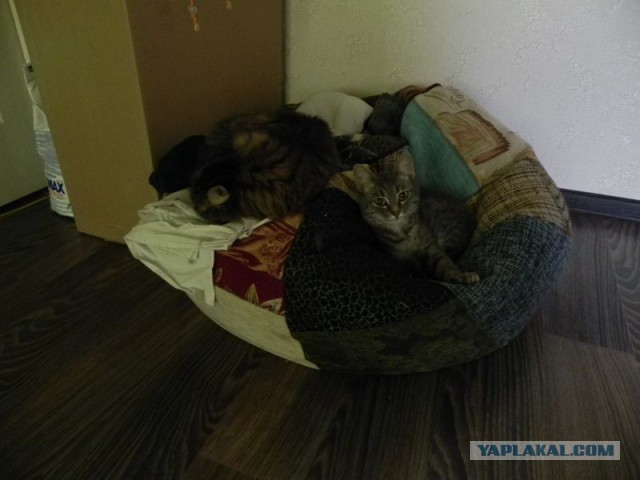 Котовторник