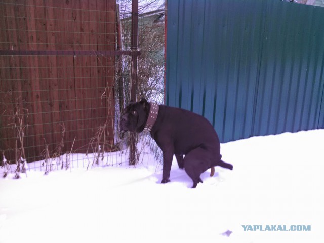 А вот моя домостройка