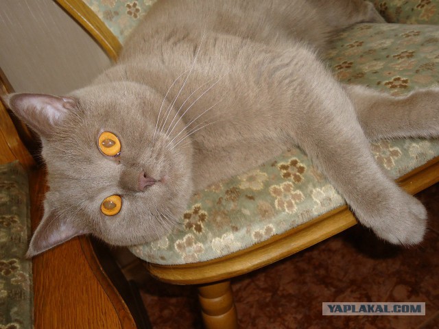 Котовторник наступил!:)