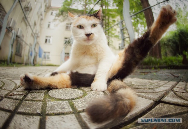 Котовторник 20.10.2015