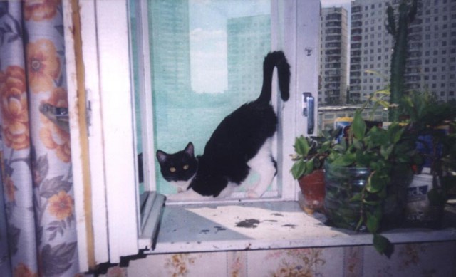 Коты, кошки, котята