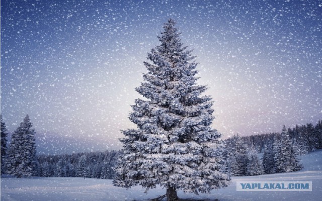 Пост про быдло.