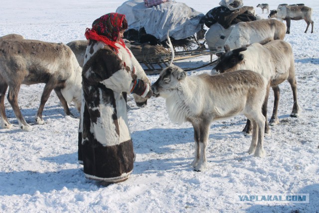 Вот ты какой, северный олень!