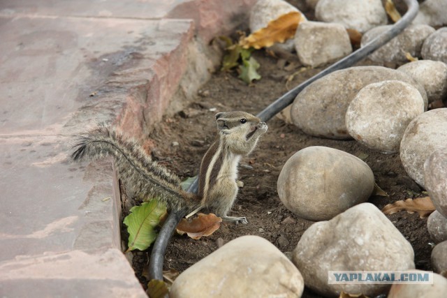 Самостоятельное путешествие в Шри-Ланку
