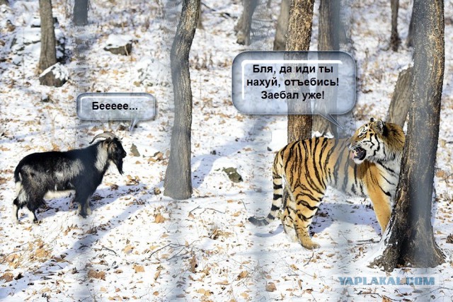 Козел Тимур доигрался.