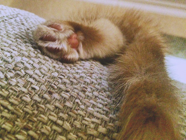 Коты и Кошки