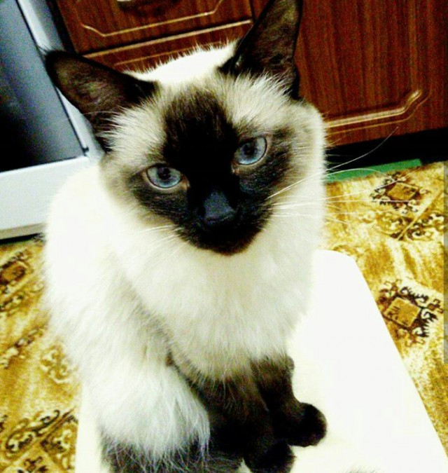 Коты и Кошки