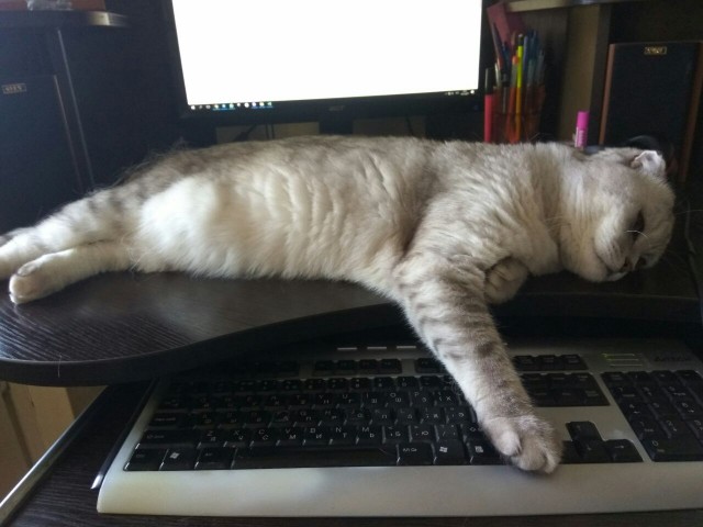 Коты и Кошки