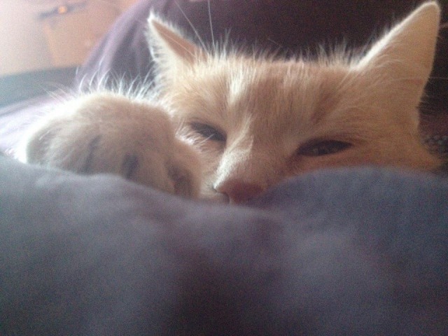 Коты и Кошки