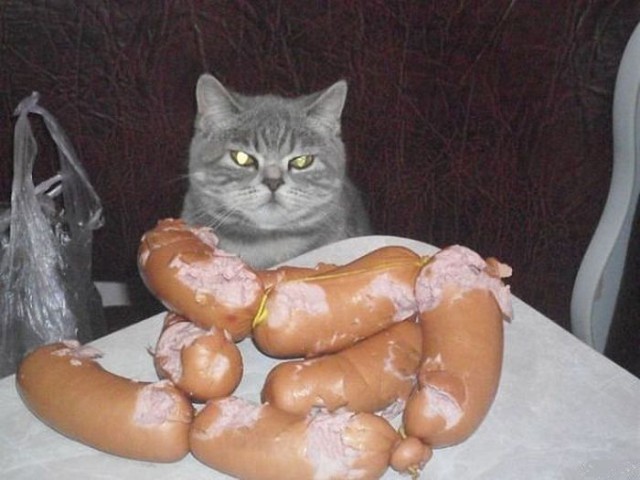 Коты и Кошки