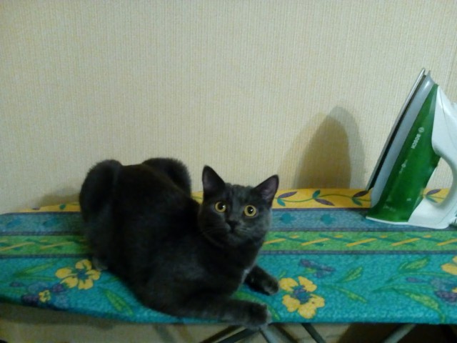 Котовторник