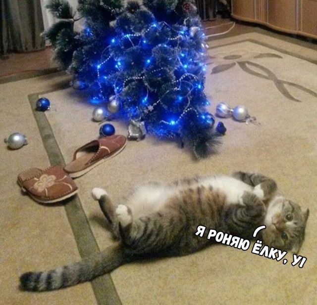 Коты и Кошки