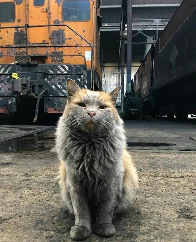 Прикольных котов пост
