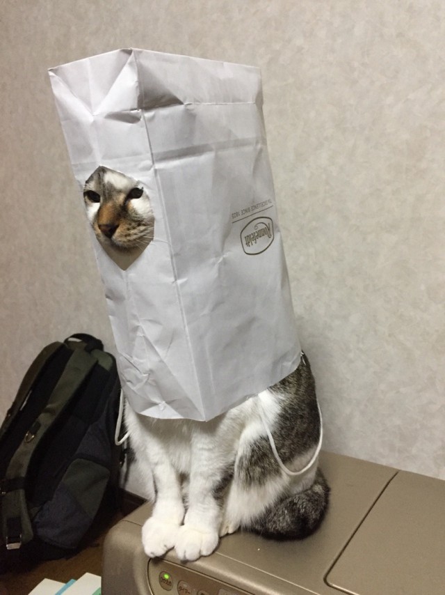 Прикольных котов пост