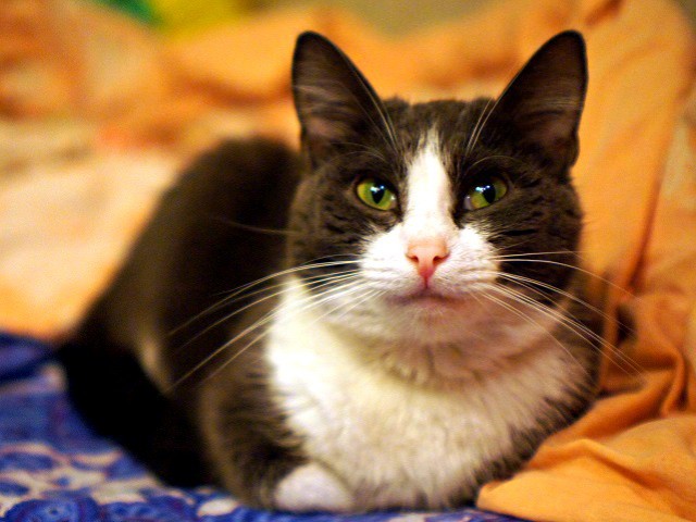 Котовторник  12.06.2018