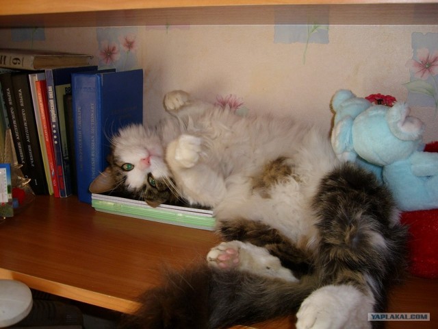 Котовторник (16.09.08)