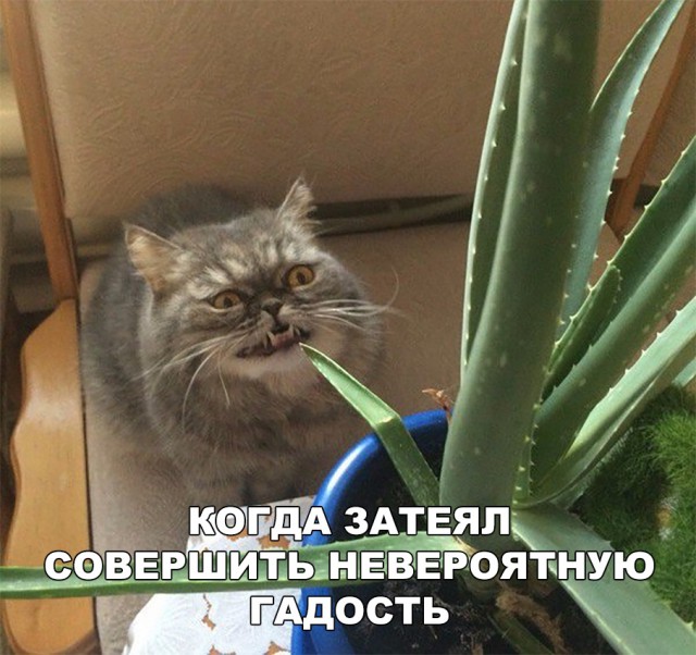 Нестандартный юмор