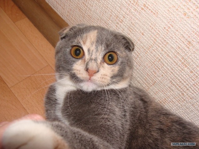 Котовторник (02.06.2009)