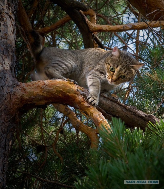 Котовторник на 22 июня