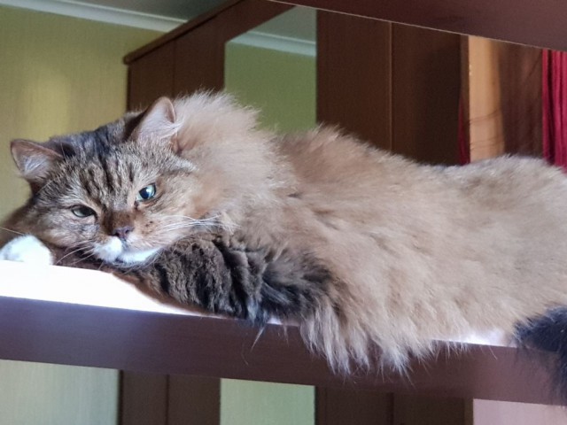 Прикольных котов пост