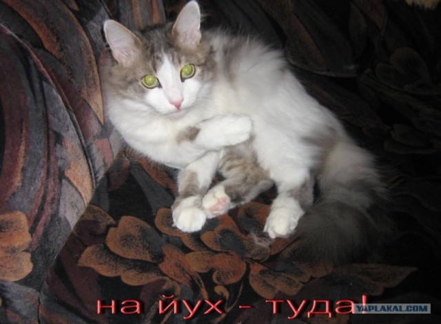 Коты и невидимые предметы 26 фот