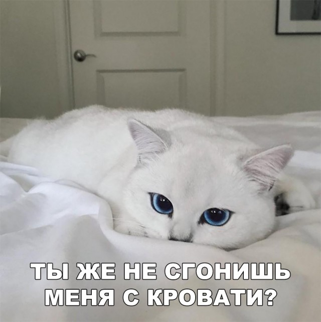 Немного милоты