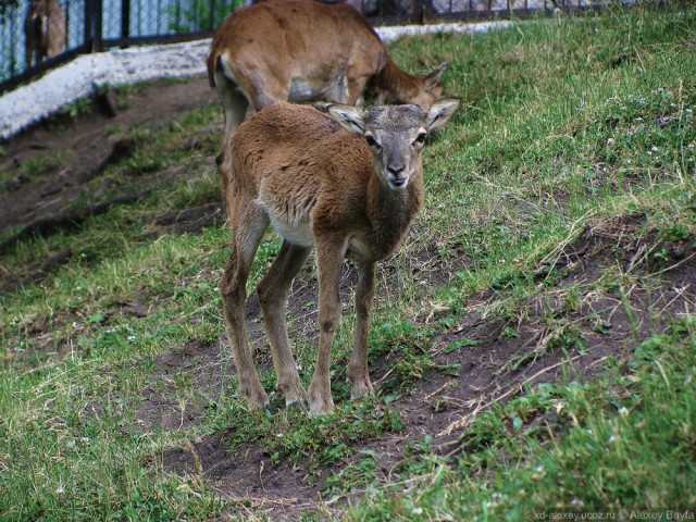 Детки в клетке