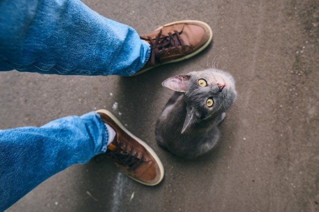 Прикольных котов пост