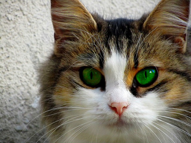 Котовторник! 11.10.11
