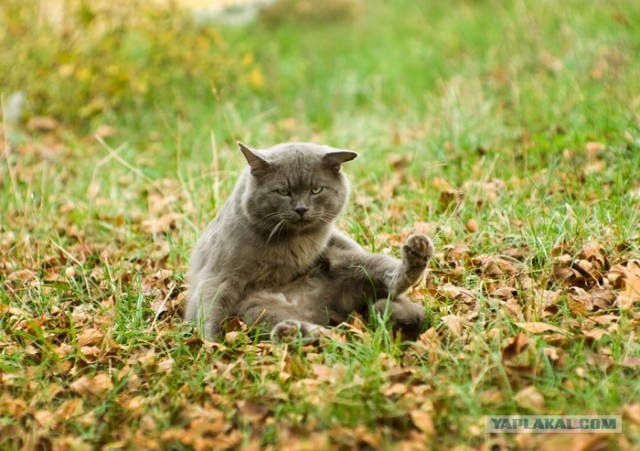 Котовторник (начало в супермаркете!)