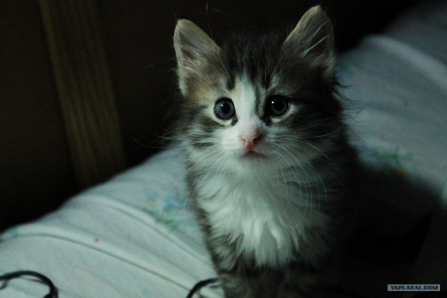 Котовторник 17 января