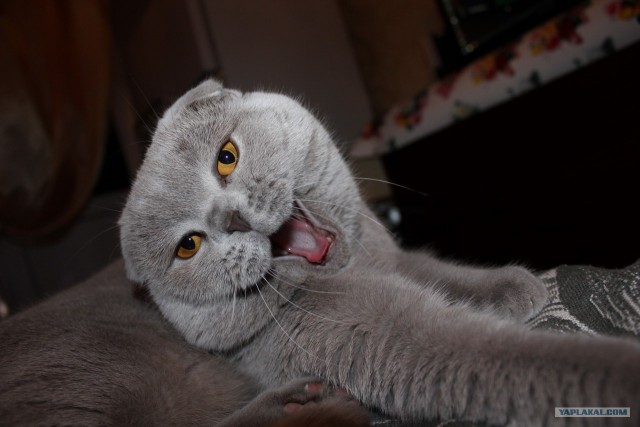 Котовторник (07.02.2012)
