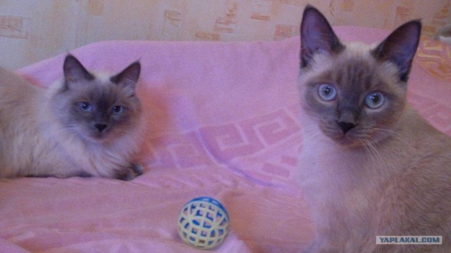 Котовторник (21.02.2012)