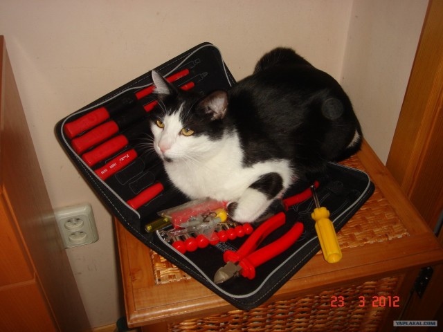 Котовторник 27.03.2012