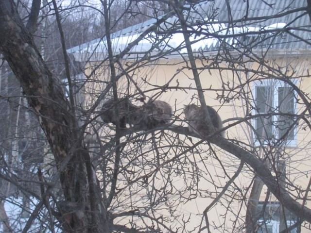 Котовторник  от 3.04.2012