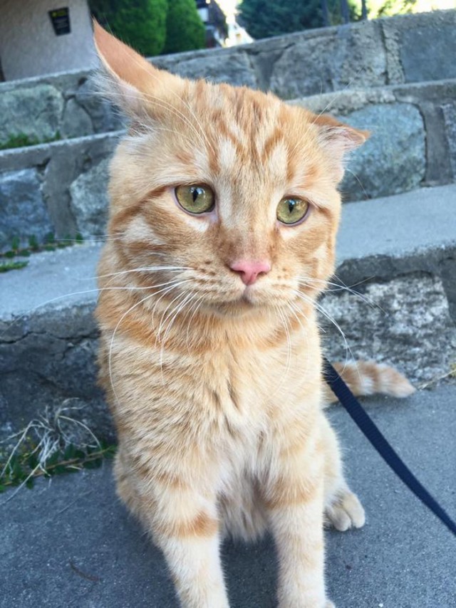 Прикольных котов пост